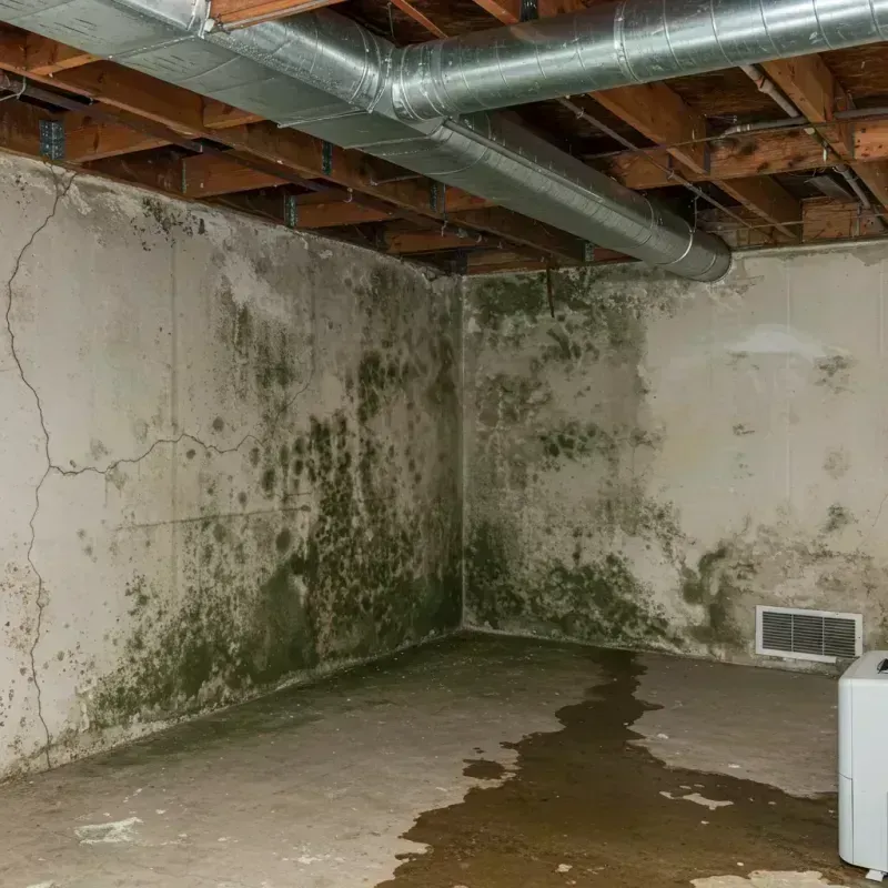 Professional Mold Removal in Mercer County, PA